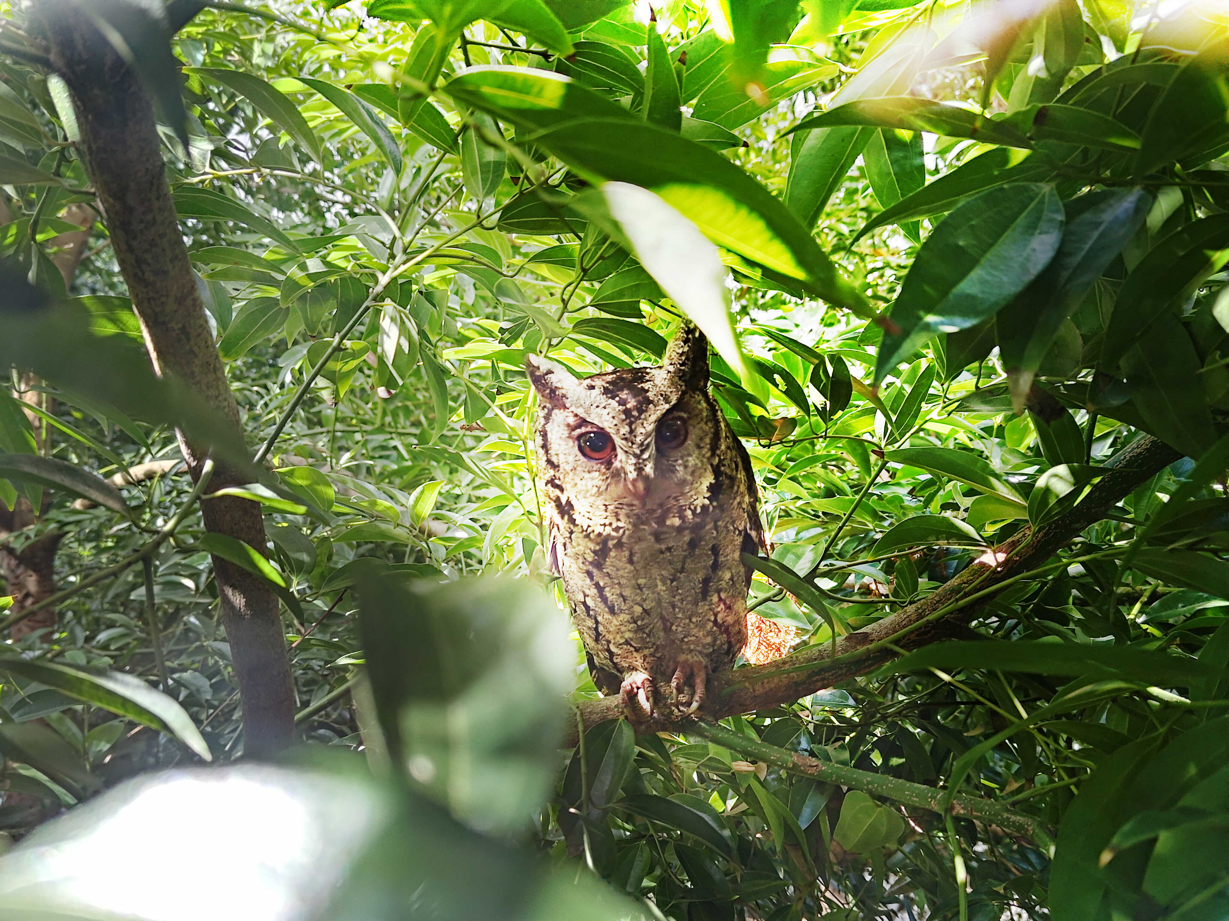 申博太陽城致力提倡凈零綠生活，16年以來在全球各廠區(qū)植樹逾百萬棵，造就各廠區(qū)樹木蔚然成林，猶如森林工廠，成為許多生物的棲息地